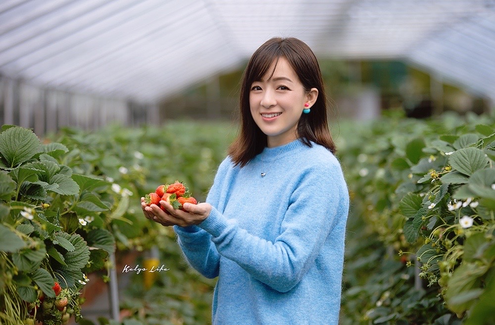 內湖草莓季懶人包 不用到苗栗也能採到香甜草莓